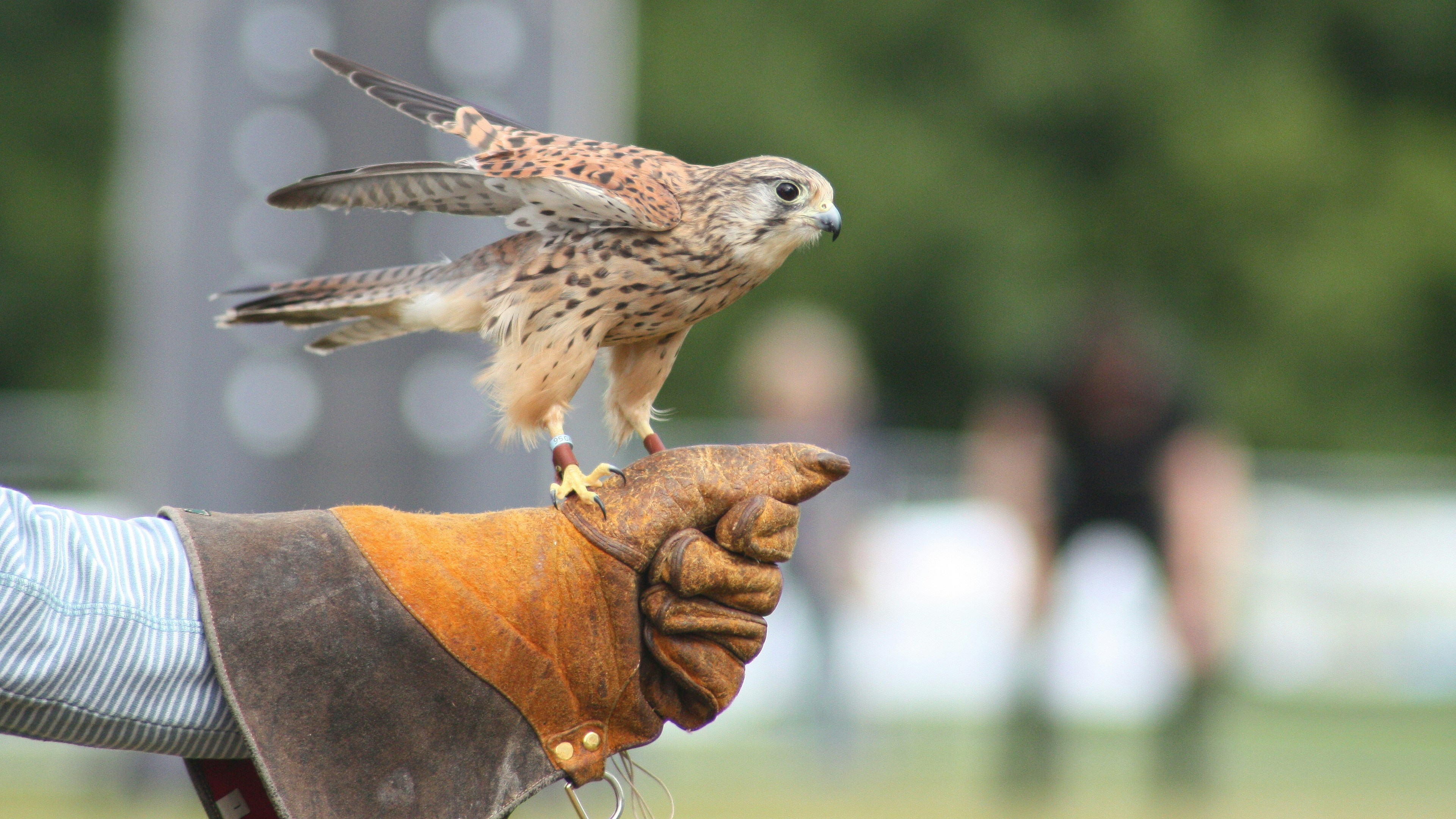 A trained falcon perched on a handler's leather falconry glove