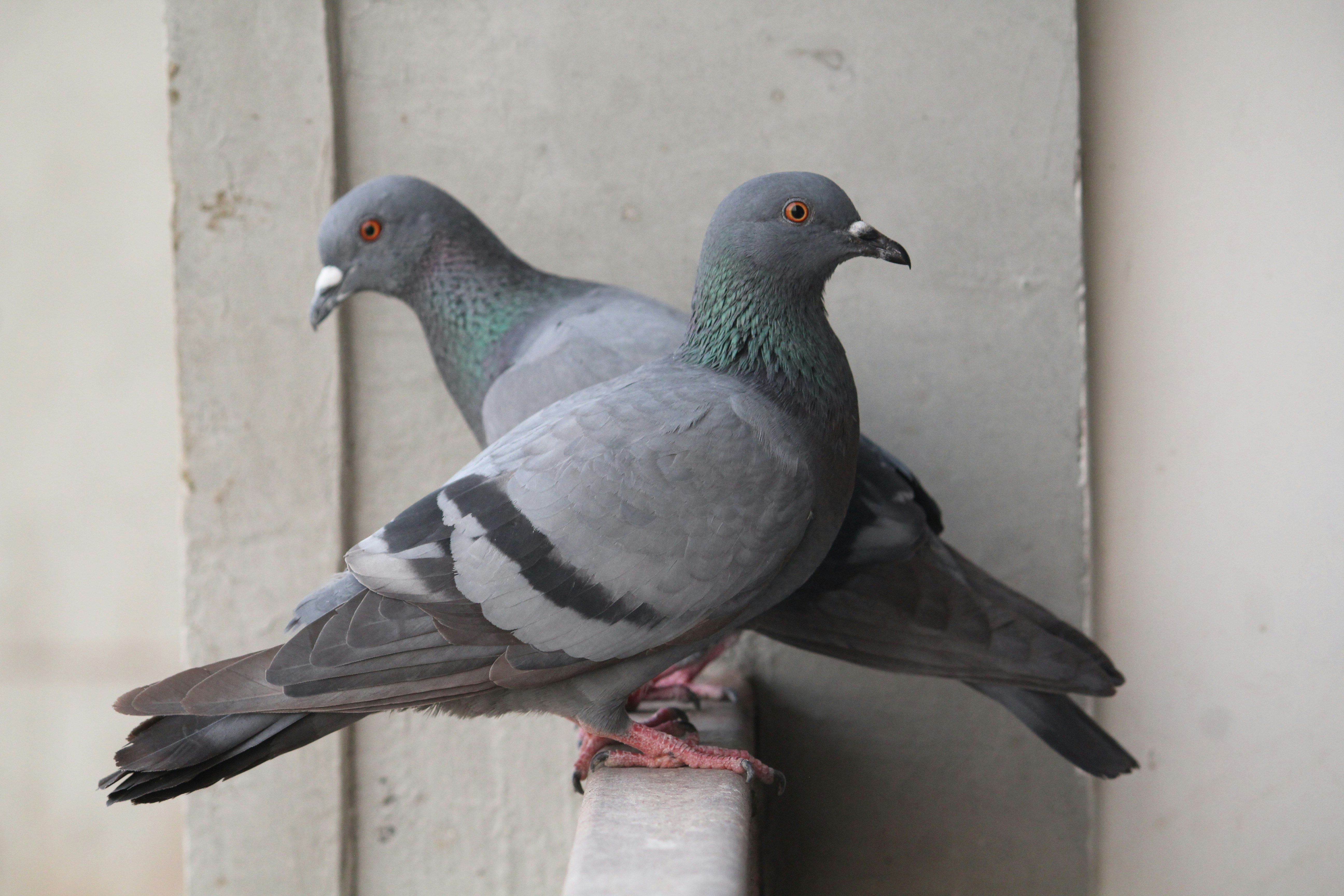 Two rock pigeons perched on a ledge against a concrete wall
