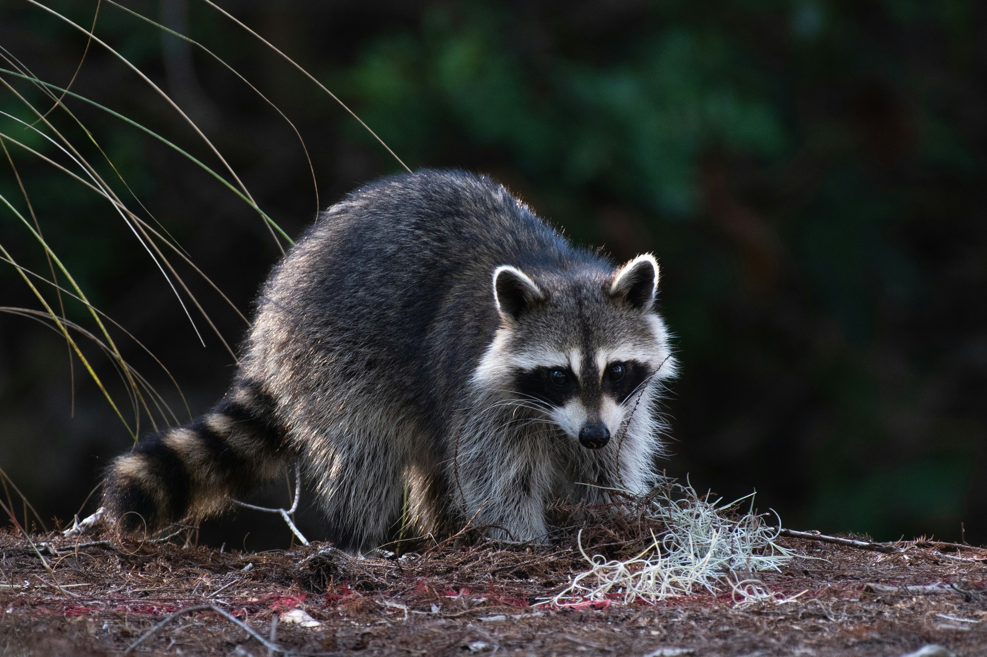 A raccoon foraging on the forest floor at dusk
